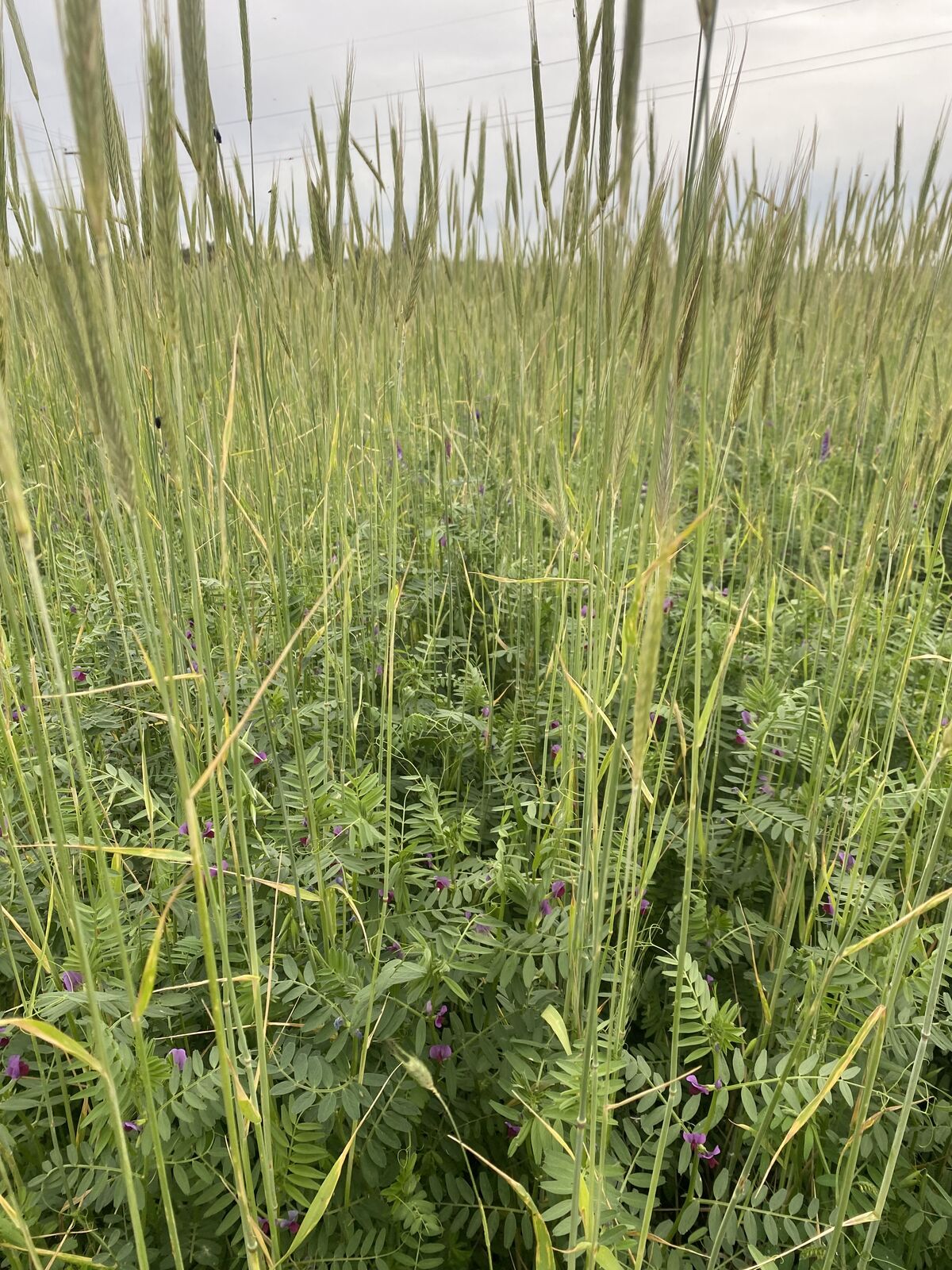 Cultivo de cobertura consociado: cereal y vicia en flor