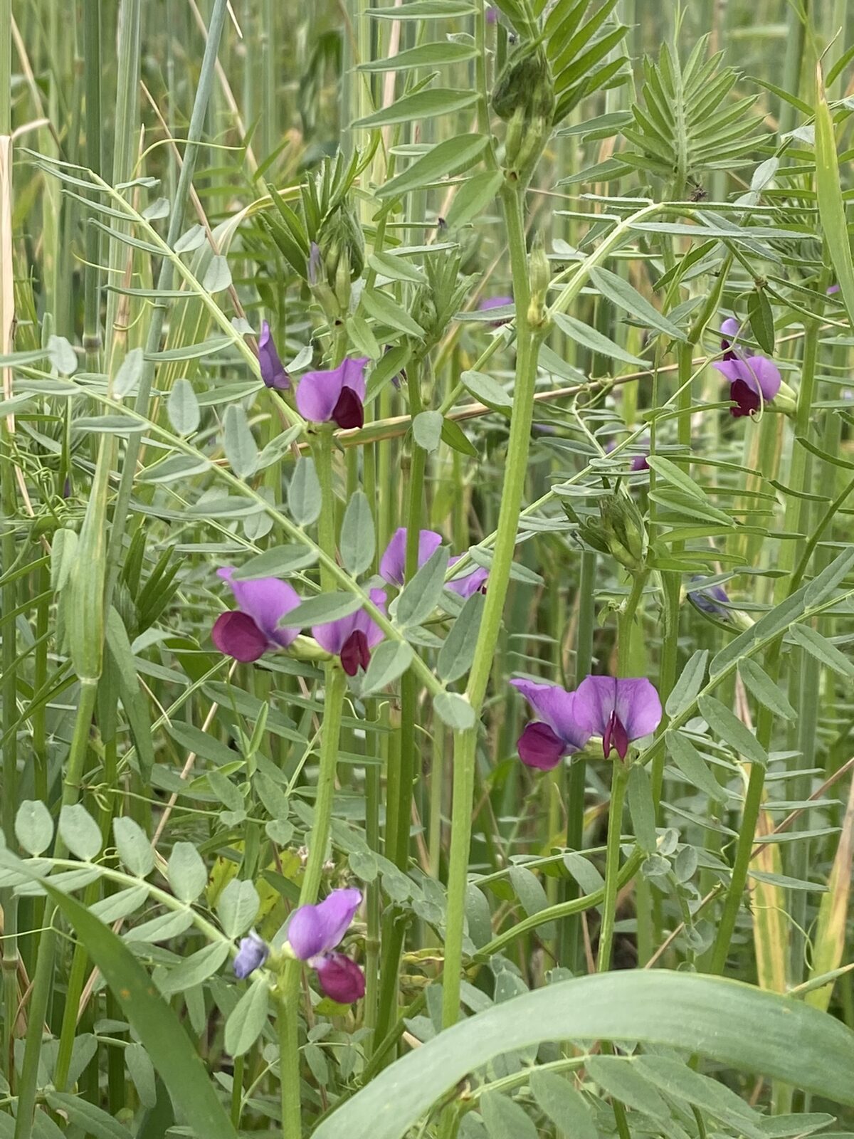 Vicia en flor, cultivo de servicio que fija nitrógeno