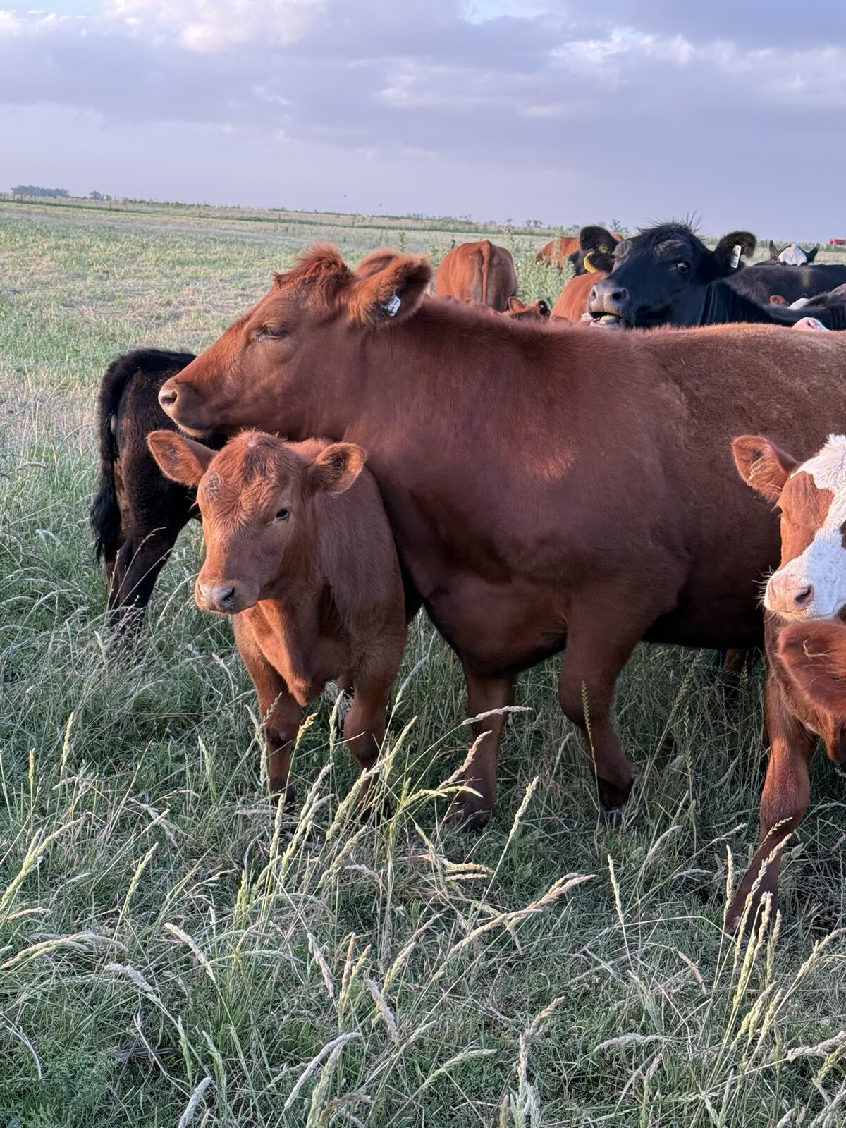Rodeo de hacienda colorada sobre pasturas altas