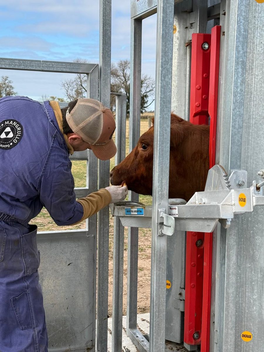 Trabajo en manga con el equipo veterinario