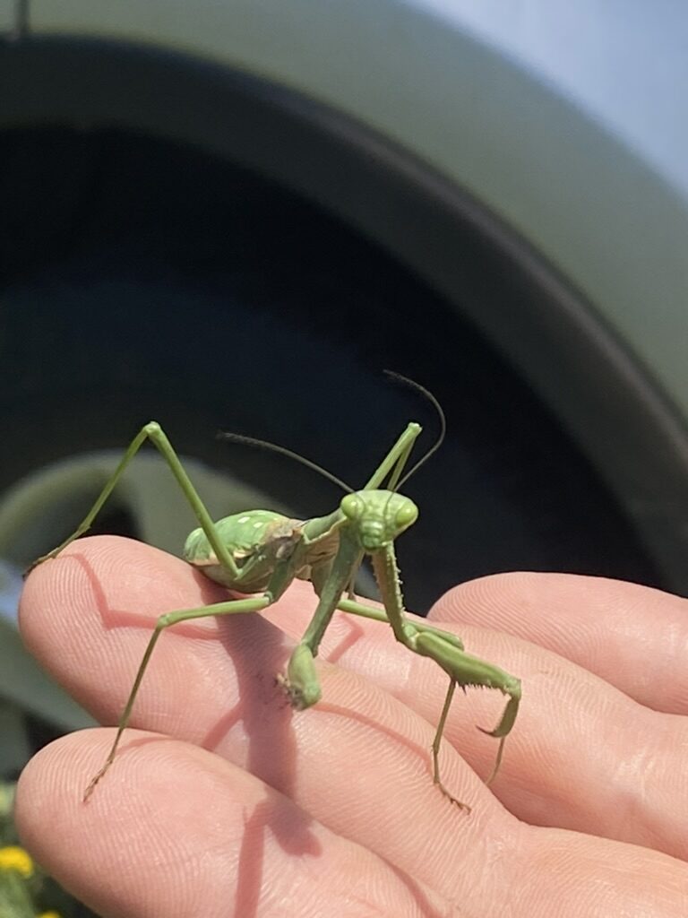 Mantis religiosa, controlador biológico natural