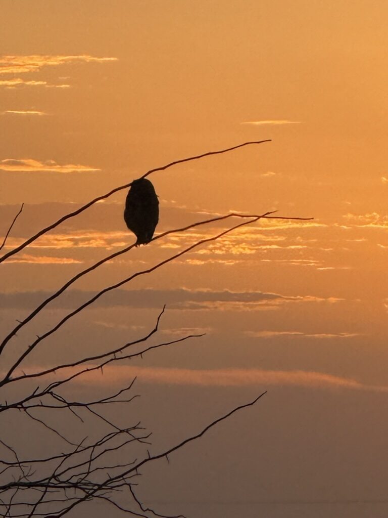 Ave posada sobre pasturas al atardecer