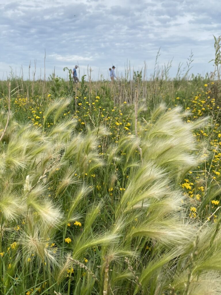 Pasturas en grana con flores silvestres