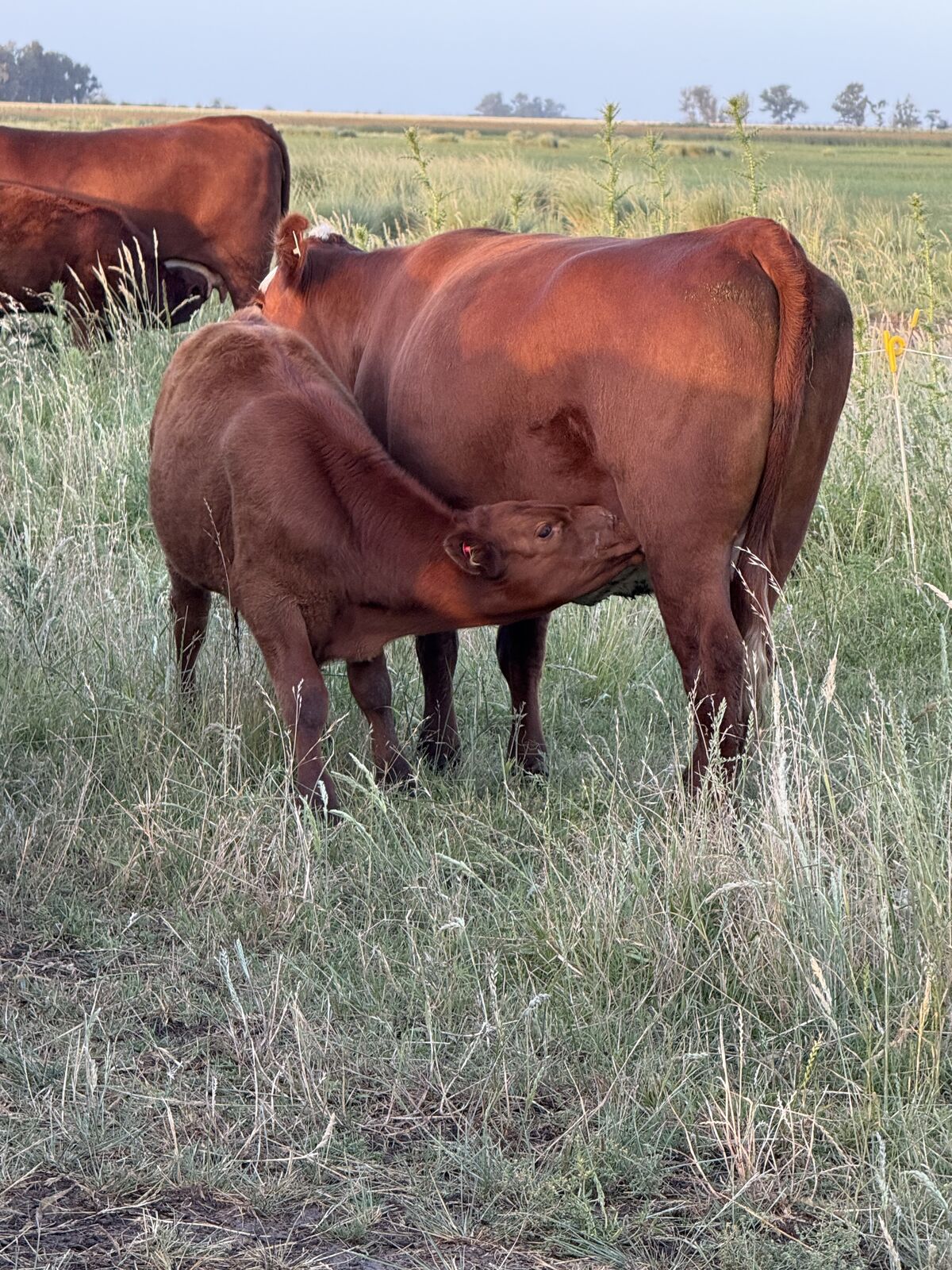 Vaca amamantando a su ternero sobre la pastura